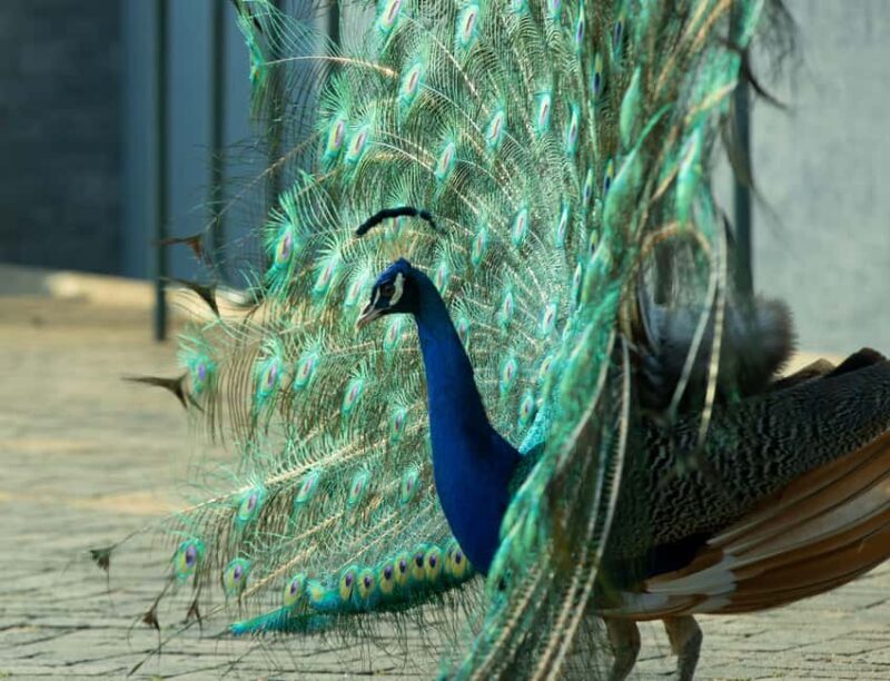 Kigali Eco Park Bird Watching Experience - FAQ
