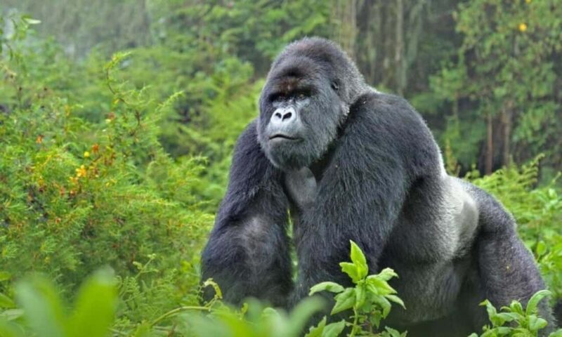 Kigali: Gorilla Trekking in Volcanoes National Park - Key Points