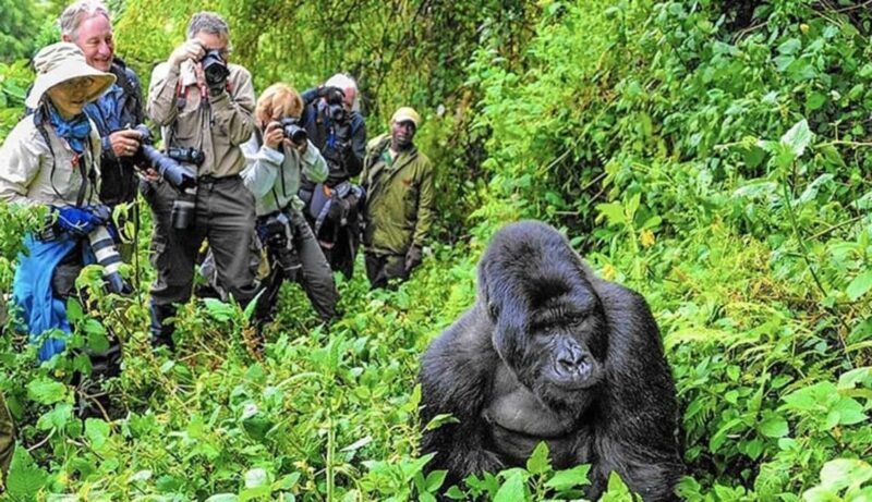 Kigali: Gorilla Trekking in Volcanoes National Park - A Detailed Look at the Gorilla Trekking Experience