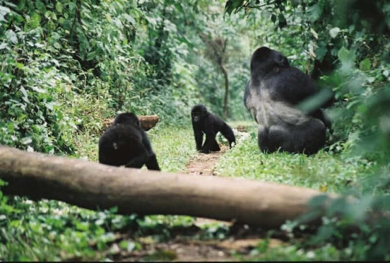 Kigali: Gorilla Trekking in Volcanoes National Park - How the Tour is Structured