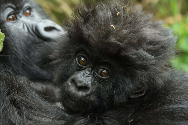 Kigali: Rwanda Gorilla Tracking in Volcanoes National Park - Key Points
