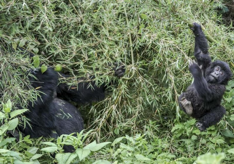 Kigali: Rwanda Gorilla Tracking in Volcanoes National Park - What Makes This Experience Stand Out?
