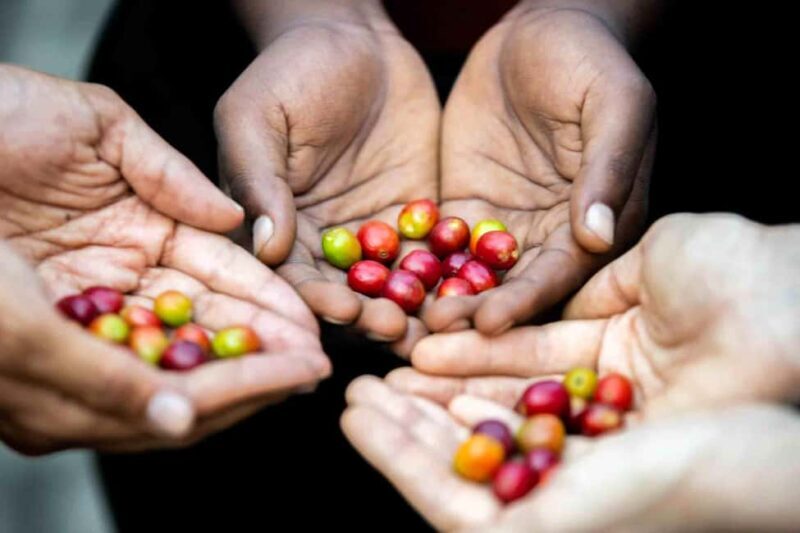 Kigali: Traditional Coffee Experience ( Bean to Brew) - Authentic Experiences, Backed by Real Reviews