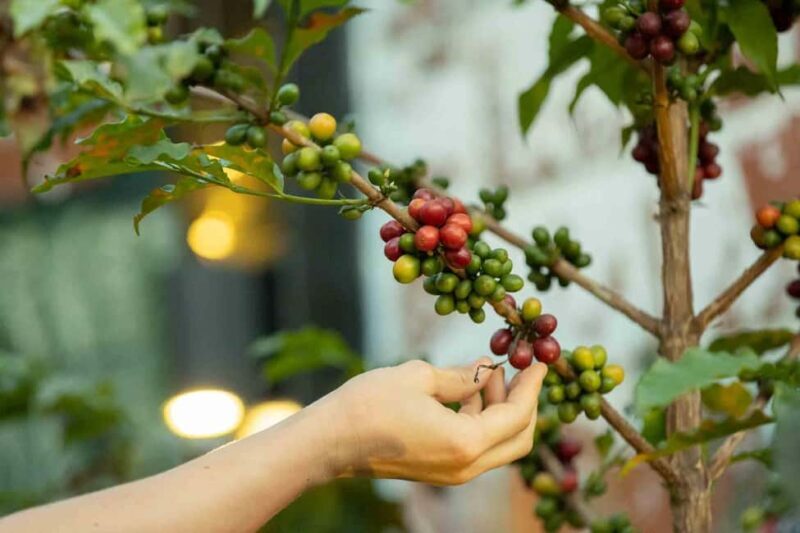 Kigali: Traditional Coffee Experience ( Bean to Brew) - The Sum Up: Is It Worth It?