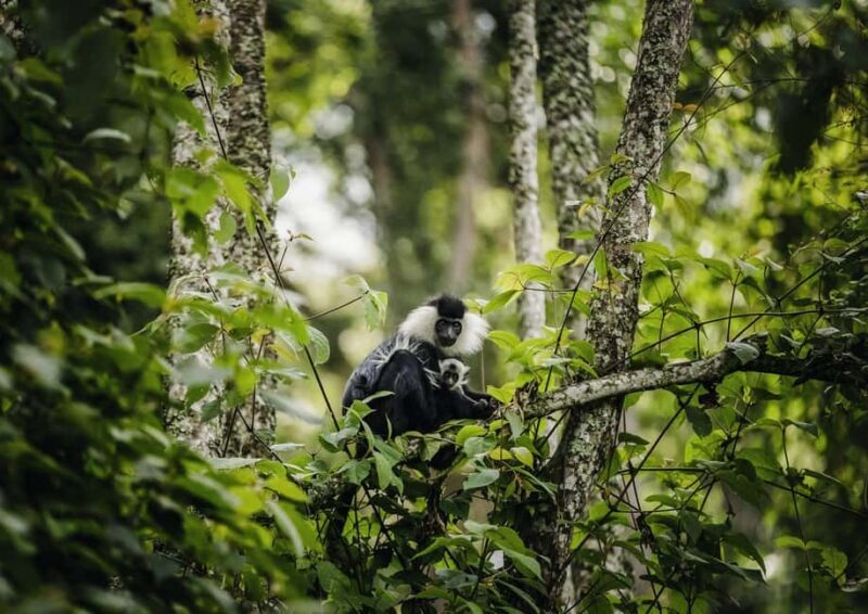 Kigali:1 Day Nyungwe Canopy Walk & Waterfall Tour adventure - The Itinerary Breakdown