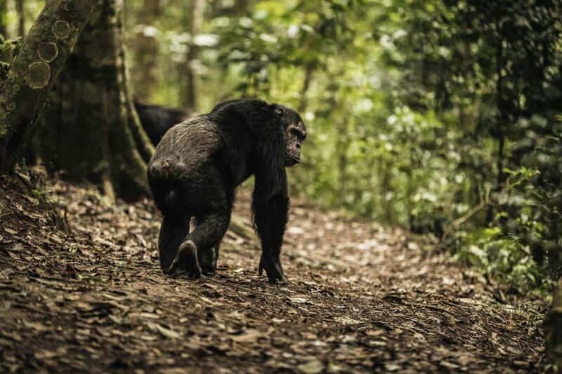 Kigali:1 Day Nyungwe Canopy Walk & Waterfall Tour adventure - What to Prepare Before You Go