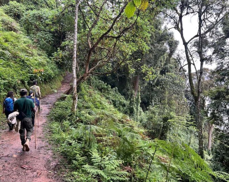 Kigali:1 Day Nyungwe Canopy Walk & Waterfall Tour adventure - Who Will Love This Tour?