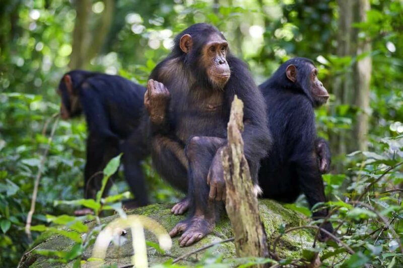 Kigoma: 2-Day Gombe National Park Chimpanzee Trekking - Key Points  