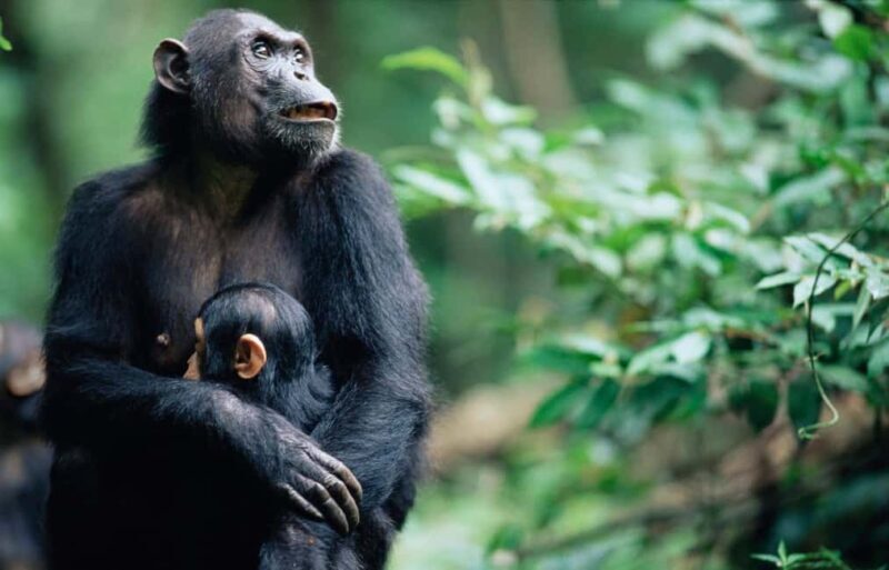 Kigoma: 5-Day Gombe and Mahale National Parks Safari - Kigoma: 5-Day Gombe and Mahale National Parks Safari