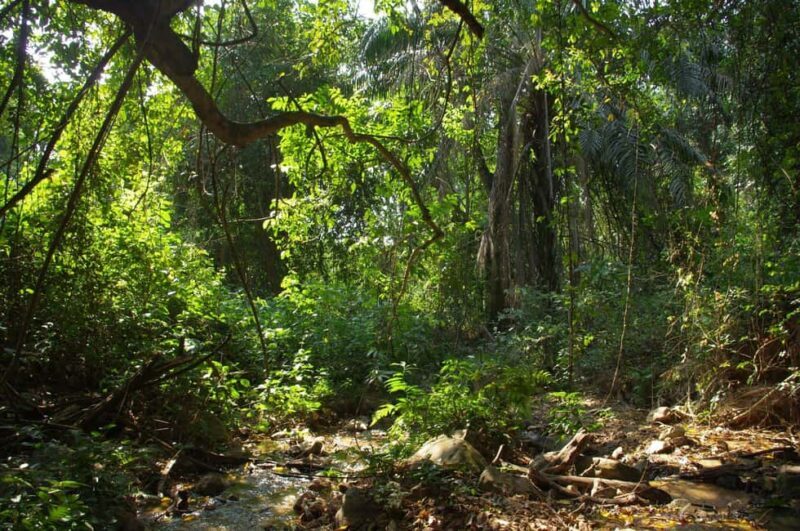 Kigoma: 5-Day Gombe and Mahale National Parks Safari - The Itinerary in Detail