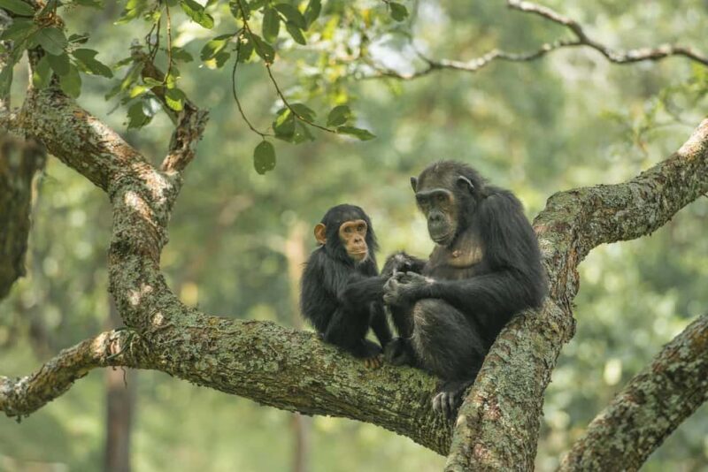 Kigoma: 5-Day Gombe and Mahale National Parks Safari - Who Is This Safari Best For?