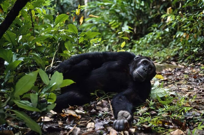 KIGOMA: Chimpanzees trekking Day Trip in Gombe national park - Final Thoughts