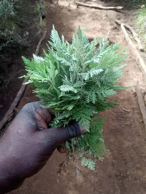 Kilimanjaro: 5-Day Marangu Route Hiking Tour - Daily Itinerary Breakdown