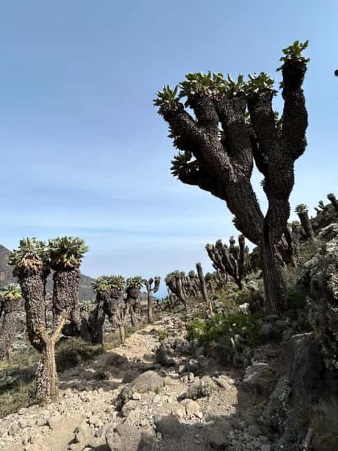Kilimanjaro: 6-Day Machame Route Kilimanjaro Climb - Practical Tips for the Climb