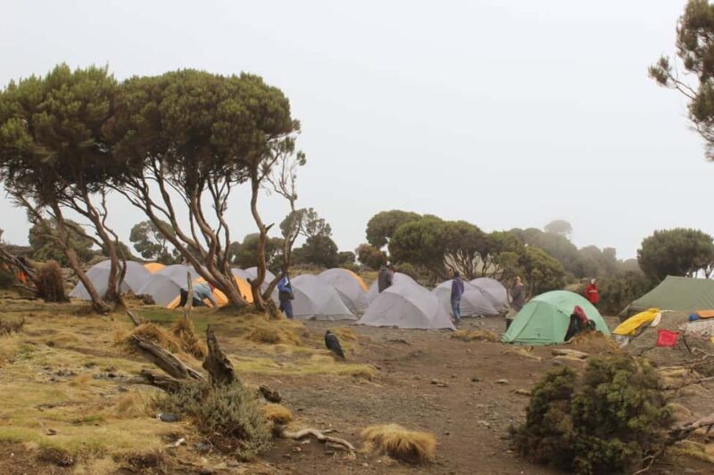 Kilimanjaro: 7-Day Kilimanjaro Umbwe Route Guided Trek - Key Points