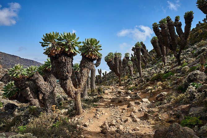 Kilimanjaro climb by Lemosho Route (7-day) - FAQs