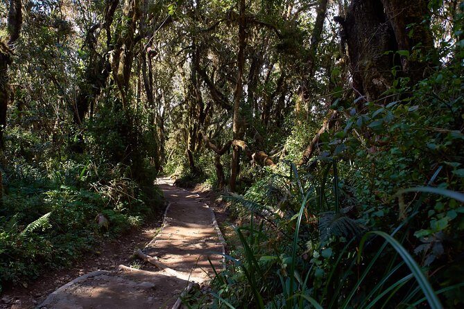 Kilimanjaro climb, Marangu route (6-day) - FAQ: Your Kilimanjaro Questions Answered