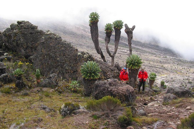 Kilimanjaro Climb & Safari - Lemosho Route - 13 Day - Final Thoughts: Is It Worth It?