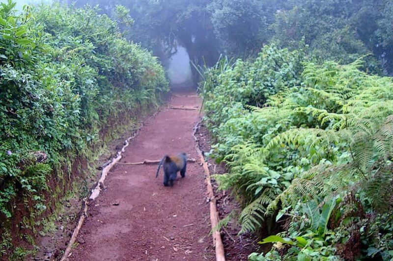 Kilimanjaro in a Day: Unforgettable Marangu Route Adventure - FAQ