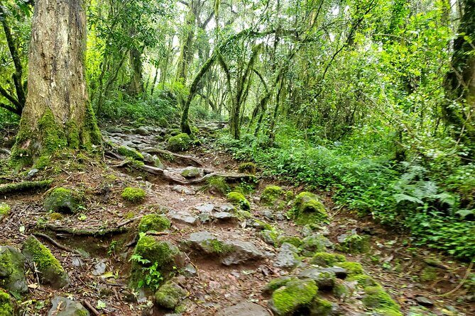 Kilimanjaro Private 2 Days Hiking Tour - The Ideal Fit: Who Should Book This Tour?