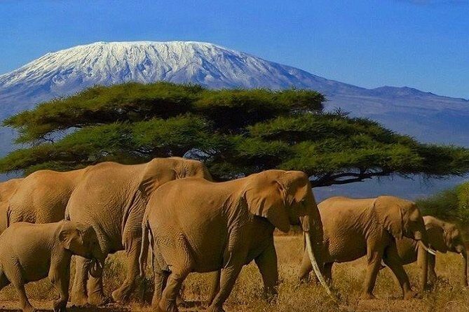 Kilimanjaro Special-( Tsavo West, Amboseli & Tsavo East Safari) (MINIMUM 2 PAX) - An In-Depth Look at the Itinerary  
