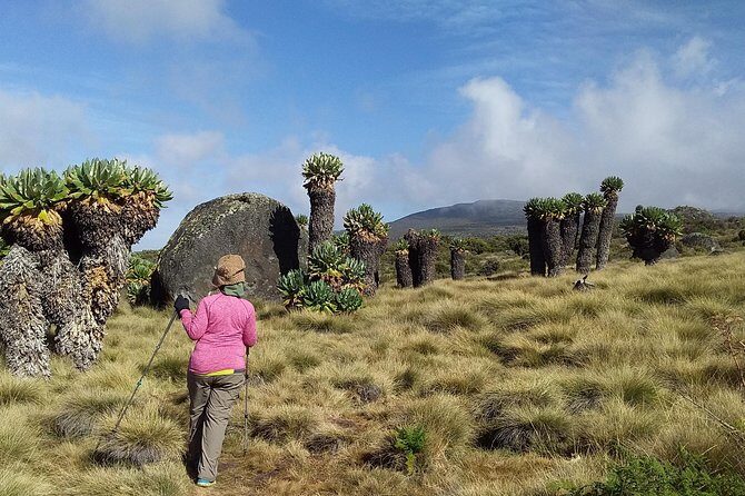 Kilimanjaro Summit Challenge: 6 Days via Marangu Route - The Sum Up