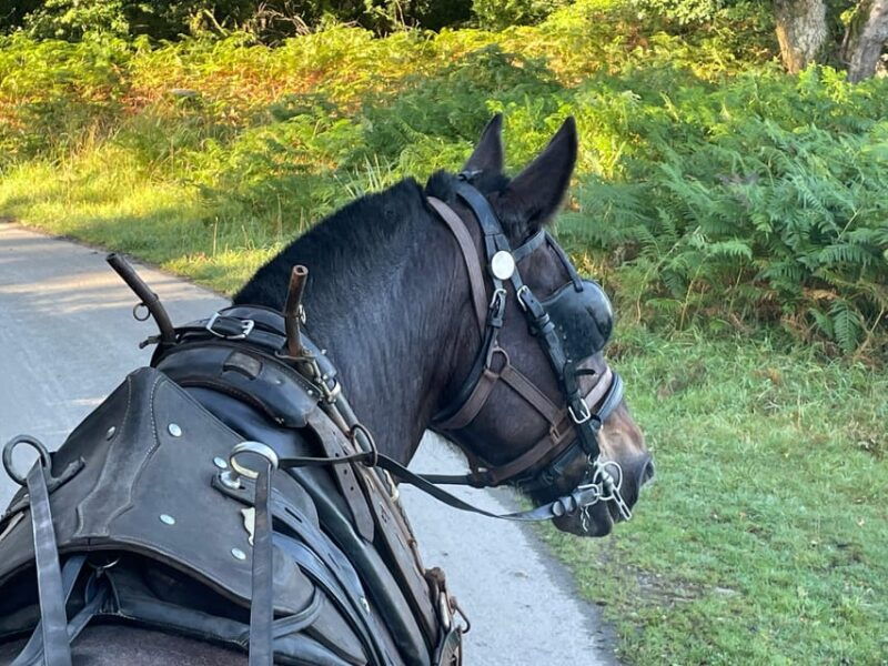 killarney-carriage-tours-national-park-and-lakes