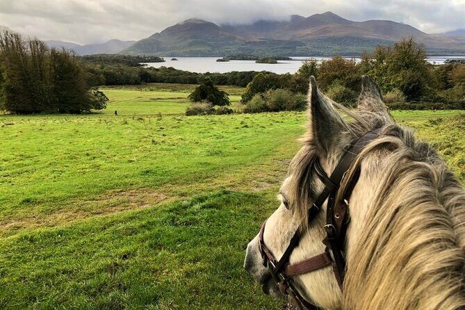 Killarney National Park Horseback Ride. Co Kerry. Guided. 1 hour. - What to Expect from the Killarney Horseback Tour