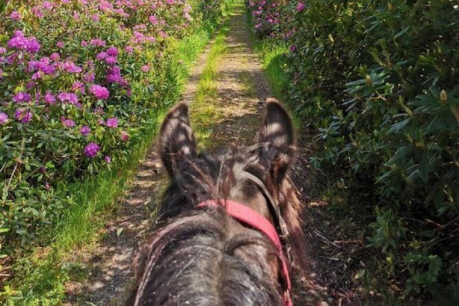 Killarney National Park Horseback Ride. Co Kerry. Guided. 1 hour. - The Sum Up