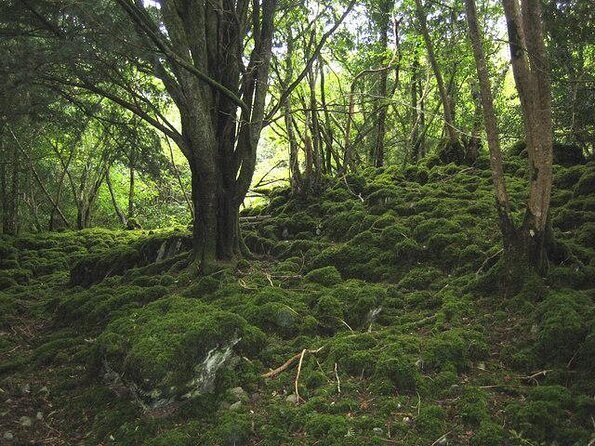 Killarney National Park Horseback Ride. Co Kerry. Guided. 2 hours. - Exploring Killarney National Park on Horseback: A Detailed Review