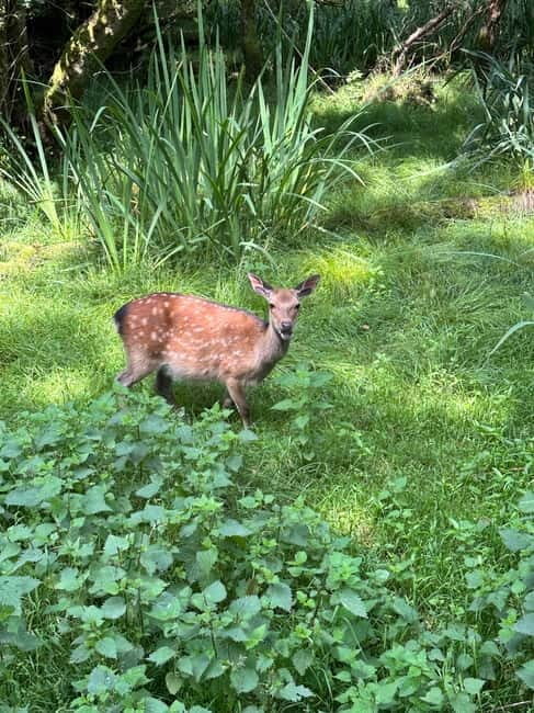 Killarney National Park Tour - Key Points