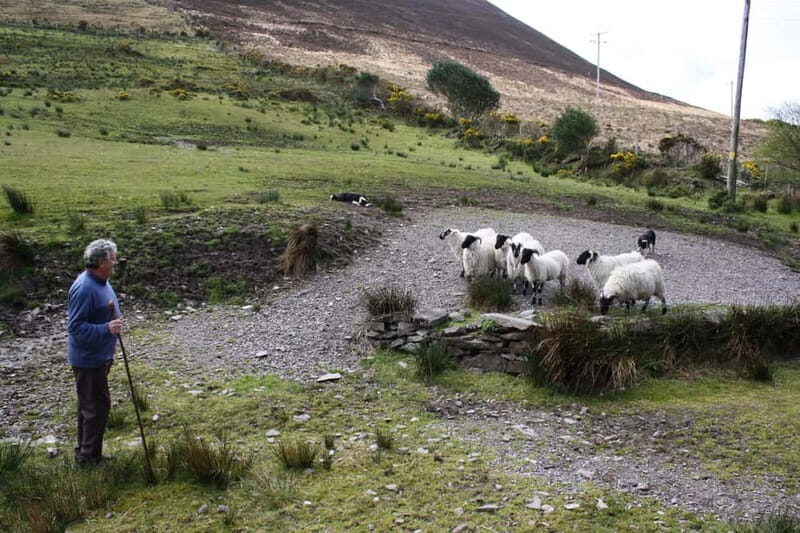 Killarney: Ring of Kerry Bus Tour - FAQs
