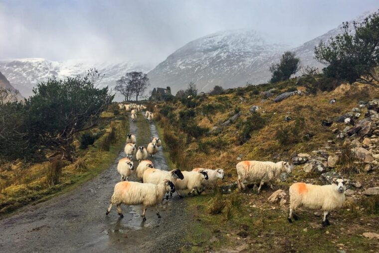killarney-the-ring-of-the-reeks-backroads-rural-tour