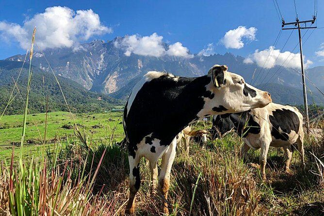 Kinabalu Park With Rumah Terbalik & Desa Cow Farm - Cost and Value