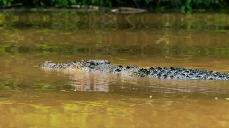 kinabatangan-river-trip-from-sandakan-with-lunch-included