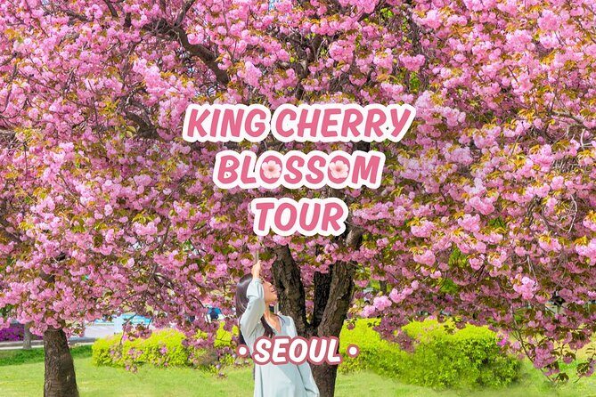 King Cherry Blossom Trail with Starfield One Day Tour from Seoul - Key Points