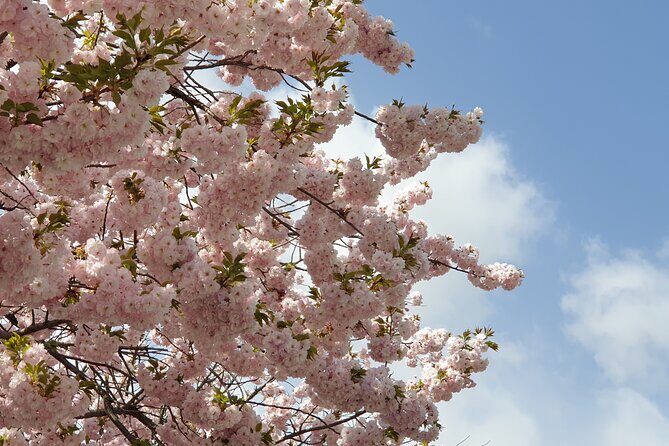 King Cherry Blossom Trail with Starfield One Day Tour from Seoul - The Sum Up