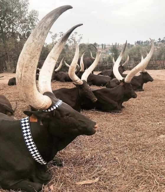 King's Palace and Ethnographic Museum Day Tour - FAQs