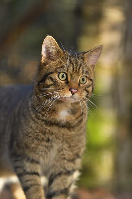 kingussie-highland-wildlife-park-entry-ticket