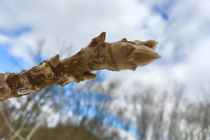 Kinshu Lake Private Snow Trekking Activity - Who Should Consider This Tour?