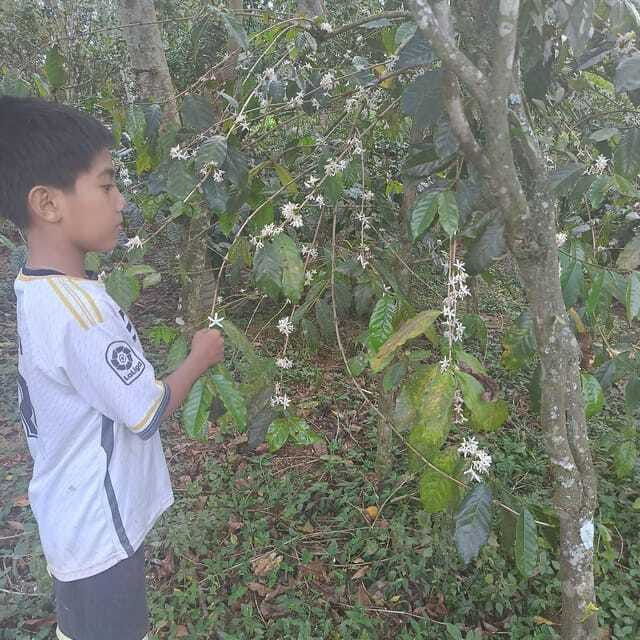 kintamani-bali-coffee-adventure