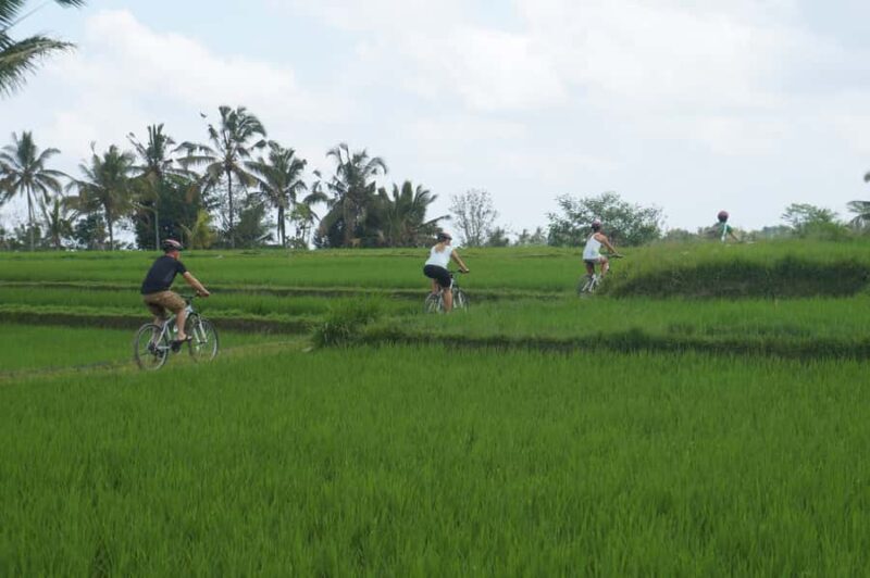 Kintamani Culture and Nature Guided Cycling Tour - Discovering Bali’s Richness on Two Wheels