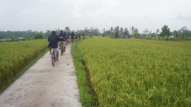 Kintamani Culture and Nature Guided Cycling Tour - Practical Details and What to Expect