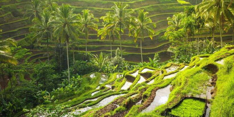 kintamani-full-day-tour-tegalalang-rice-field-goa-gajah