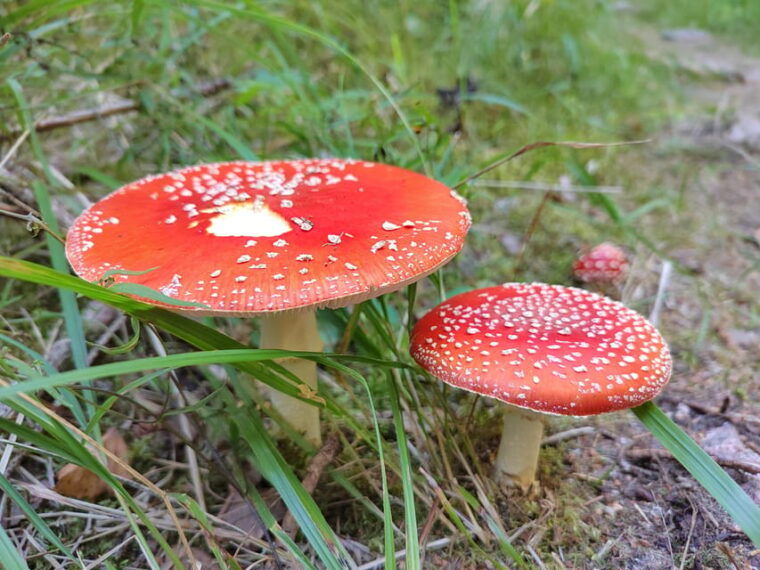 kintulammi-nature-experience-nature-reserve-near-tampere