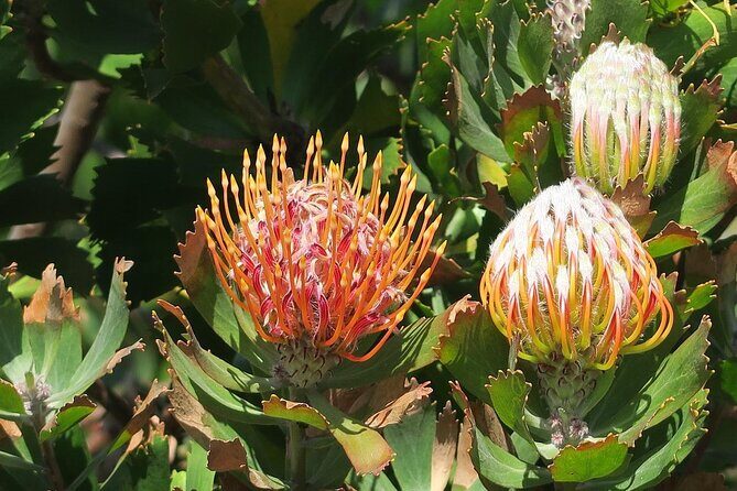 Kirstenbosch Botanical Gardens and Constantia Wine Tasting Tour. - Who Is This Tour Best Suited For?