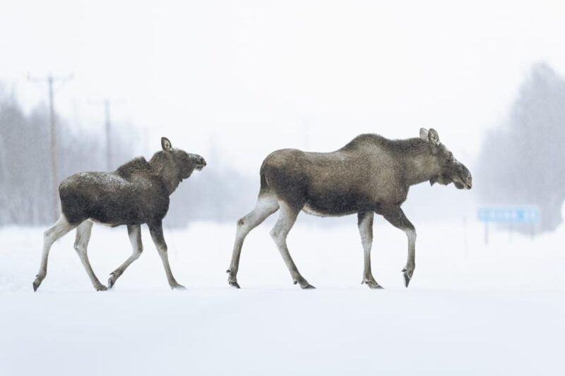 kiruna-abisko-and-bjorkliden-day-trip-with-lunch