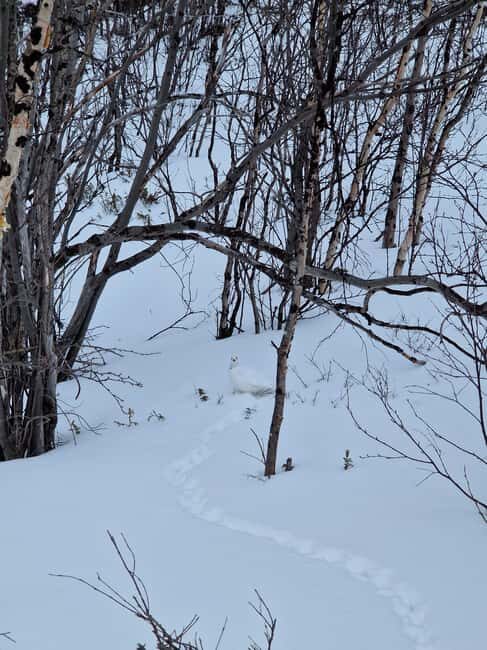Kiruna: Abisko National Park Snowshoe Hike with Lunch - Exploring Abisko National Park on Snowshoes