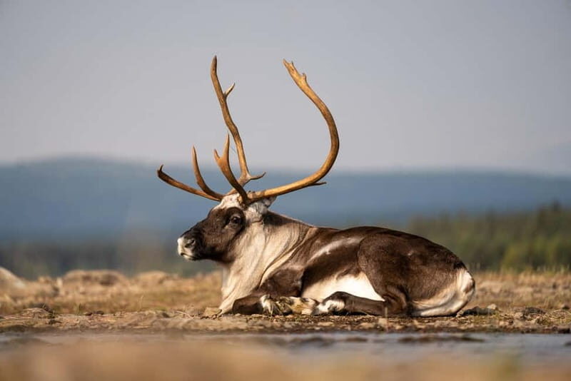 Kiruna: Arctic Summit Views in the Midnight Sun - What to Expect from the Arctic Summit Views Tour