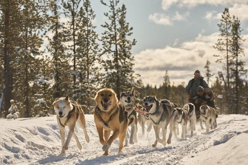 kiruna-family-friendly-short-husky-tour-with-coffee